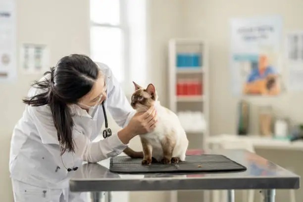 Veterinary Checklist: Preparing Your Pet for Singapore Relocation