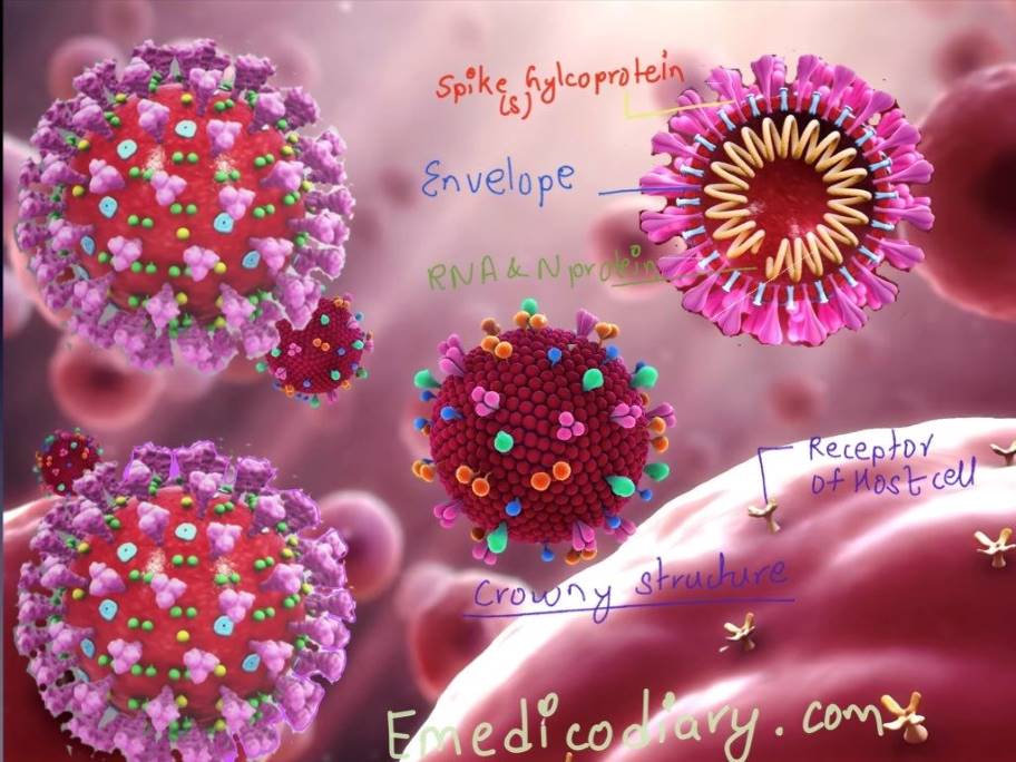 Diagnosis of coronavirus