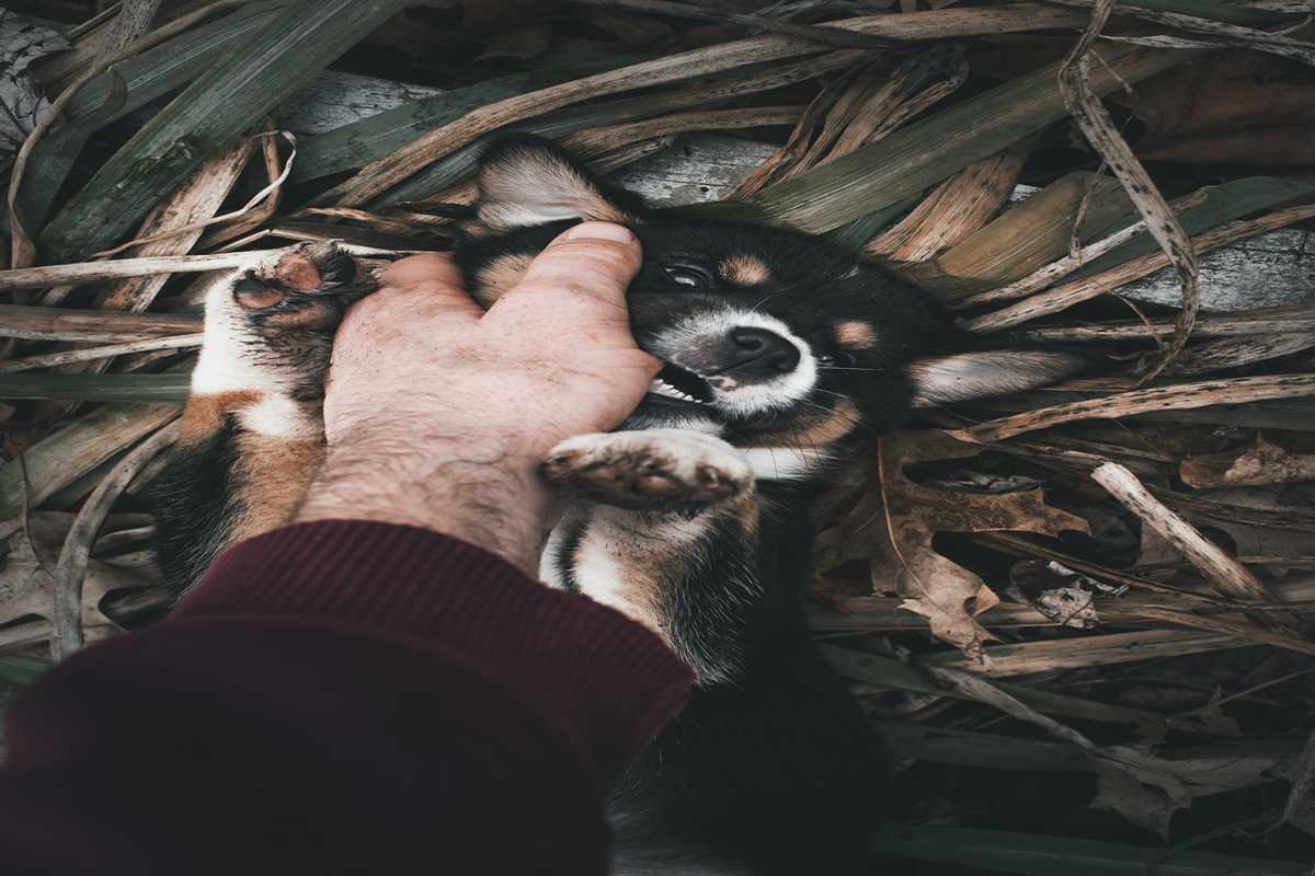 What legal steps can help after being injured by a dog?