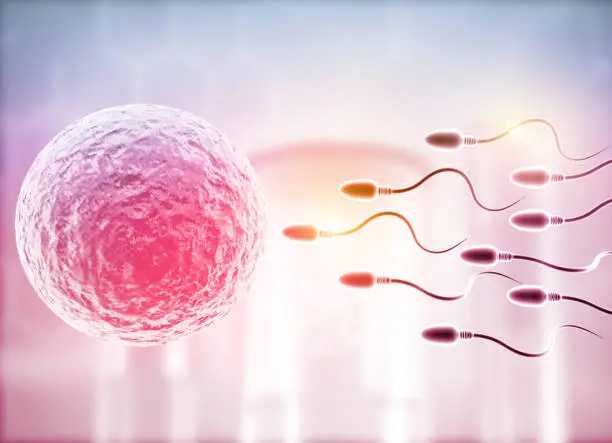 Egg Freezing vs Embryo Freezing: Key Differences