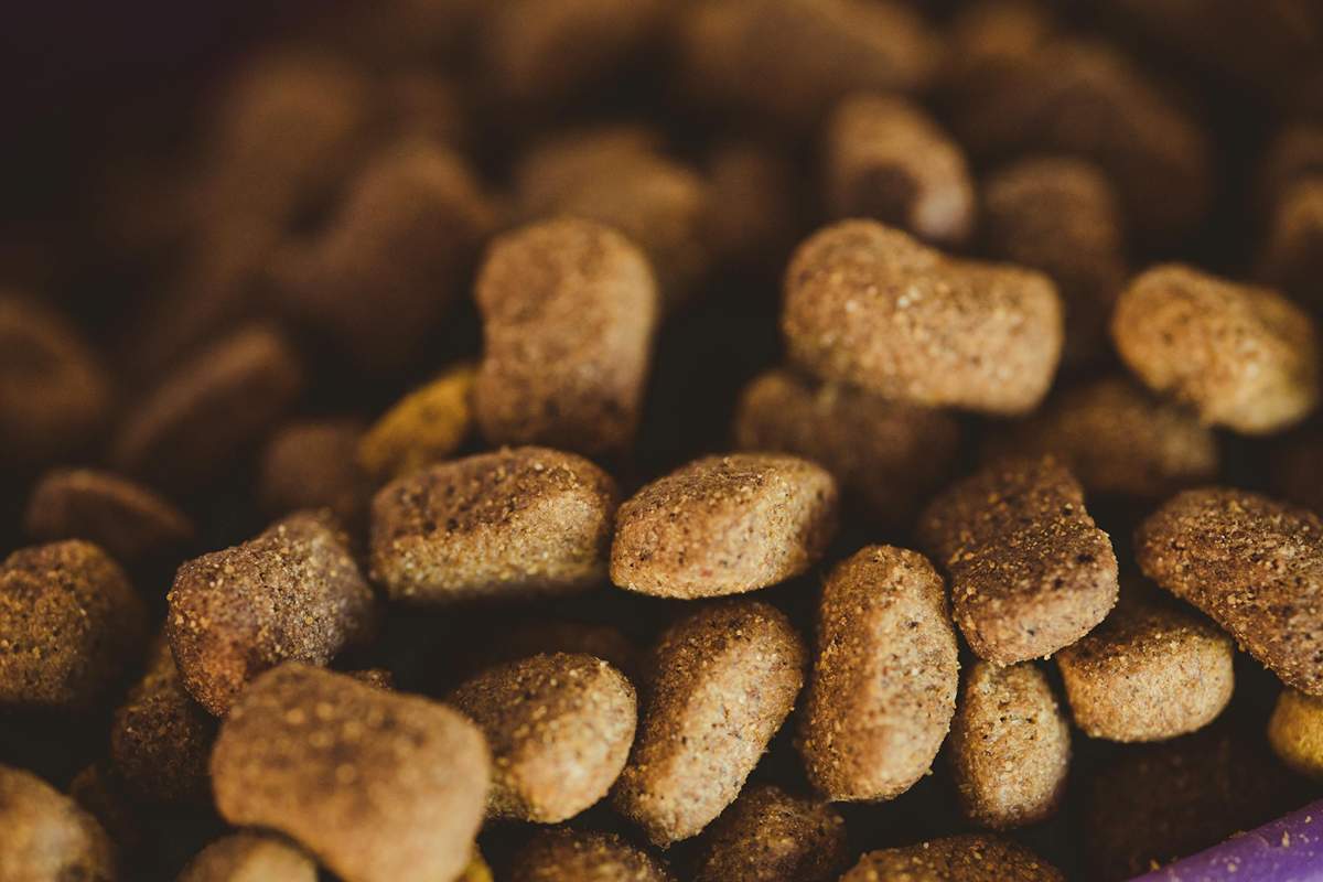 Why Are Online Vendors The Best To Buy Dog Supplements This Summer?