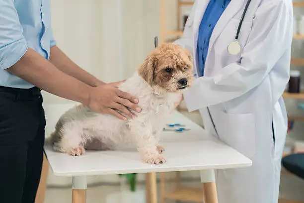  The Value of Online Vet Assistant Training for Busy Learners