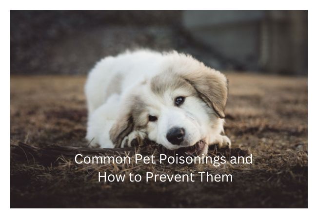 Common Pet Poisonings and How to Prevent Them