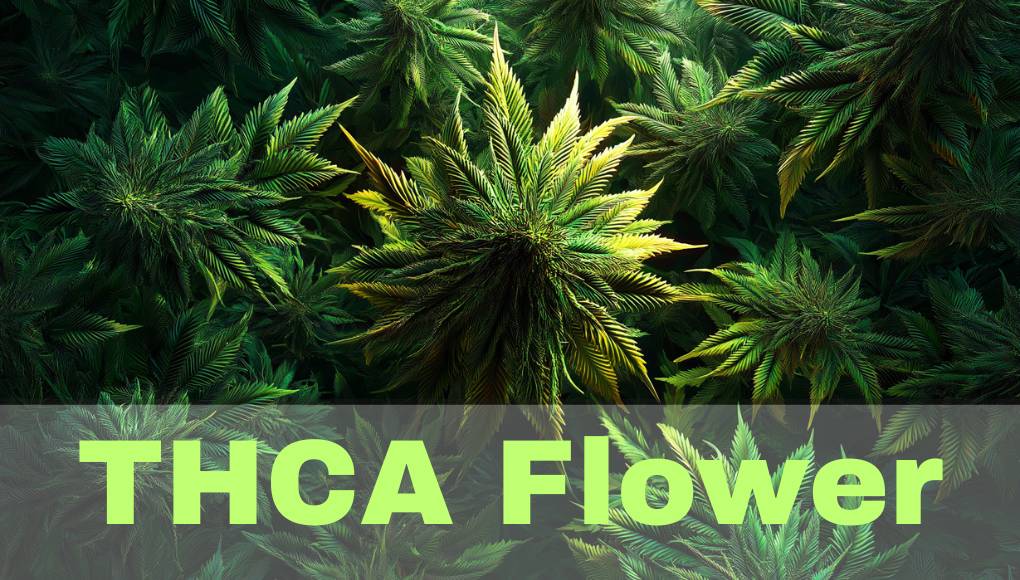 THCA Flower: Understanding Its Effects and Benefits