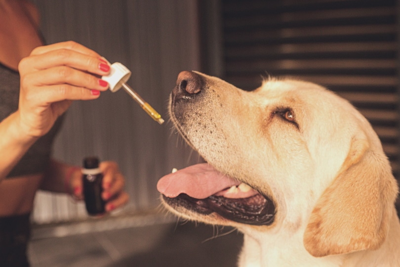 CBD for Dogs in 2025: Safe Relief for Anxiety, Pain, and More