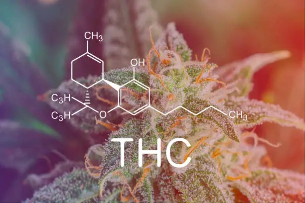 Legal Delta 9 THC Products: What Consumers Should Know Before Buying
