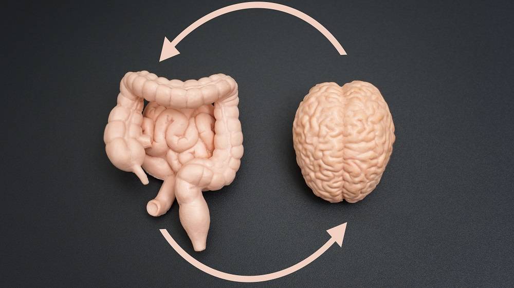 The Gut-Brain Connection and Cravings