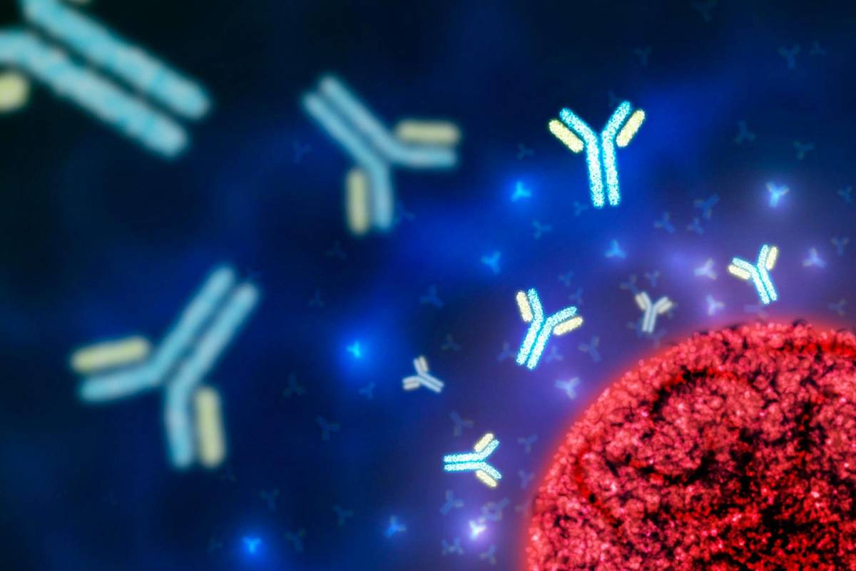 How Secondary Antibodies Improve IF & Flow Cytometry Precision