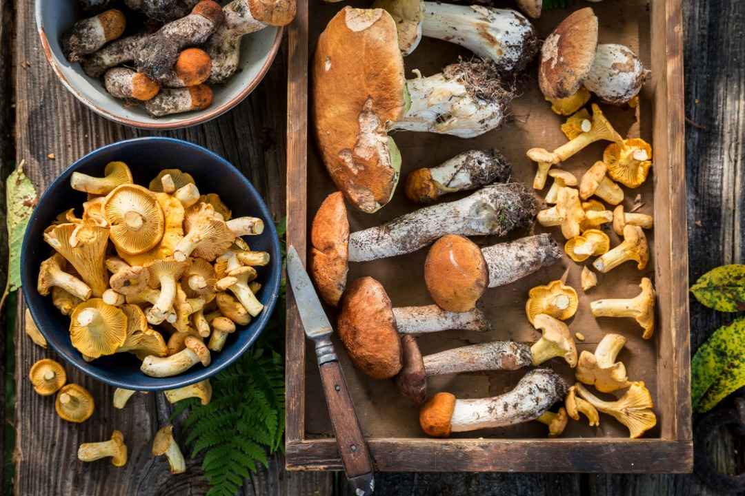 The Ultimate 2025 Guide to Safe and Effective Psilocybin Wellness