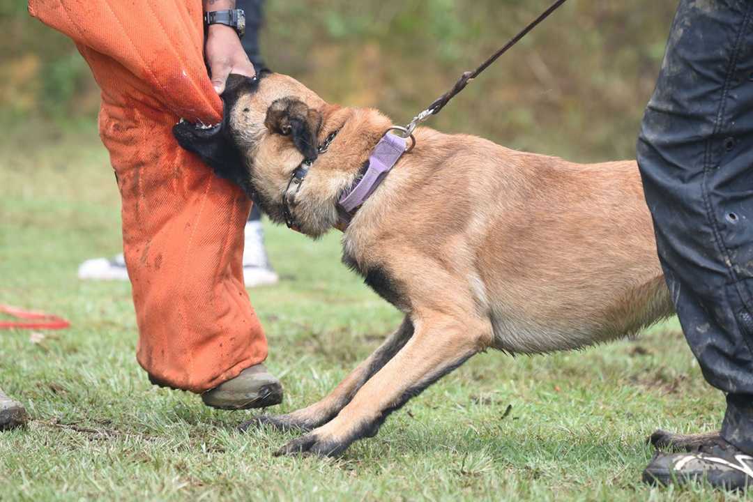 Why Does Identifying the Dog's History Matter After an Attack