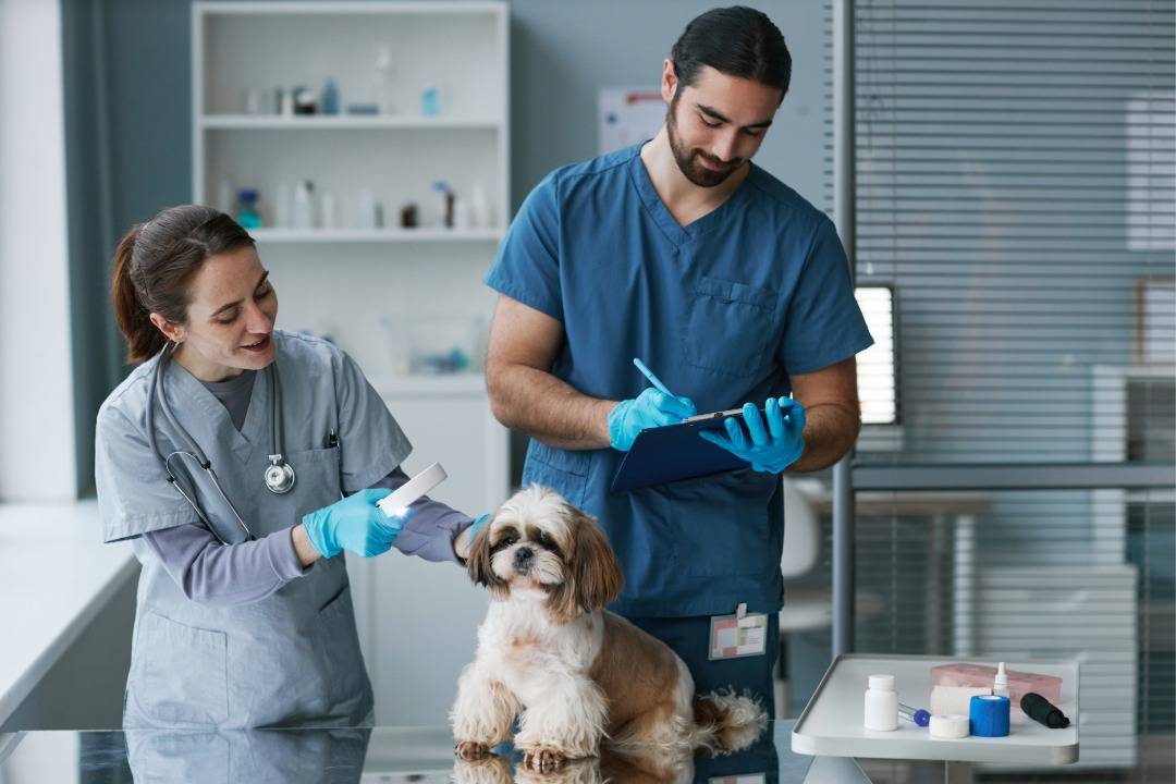 From People to Pets: The Versatility of Compounding Pharmacies in Michigan