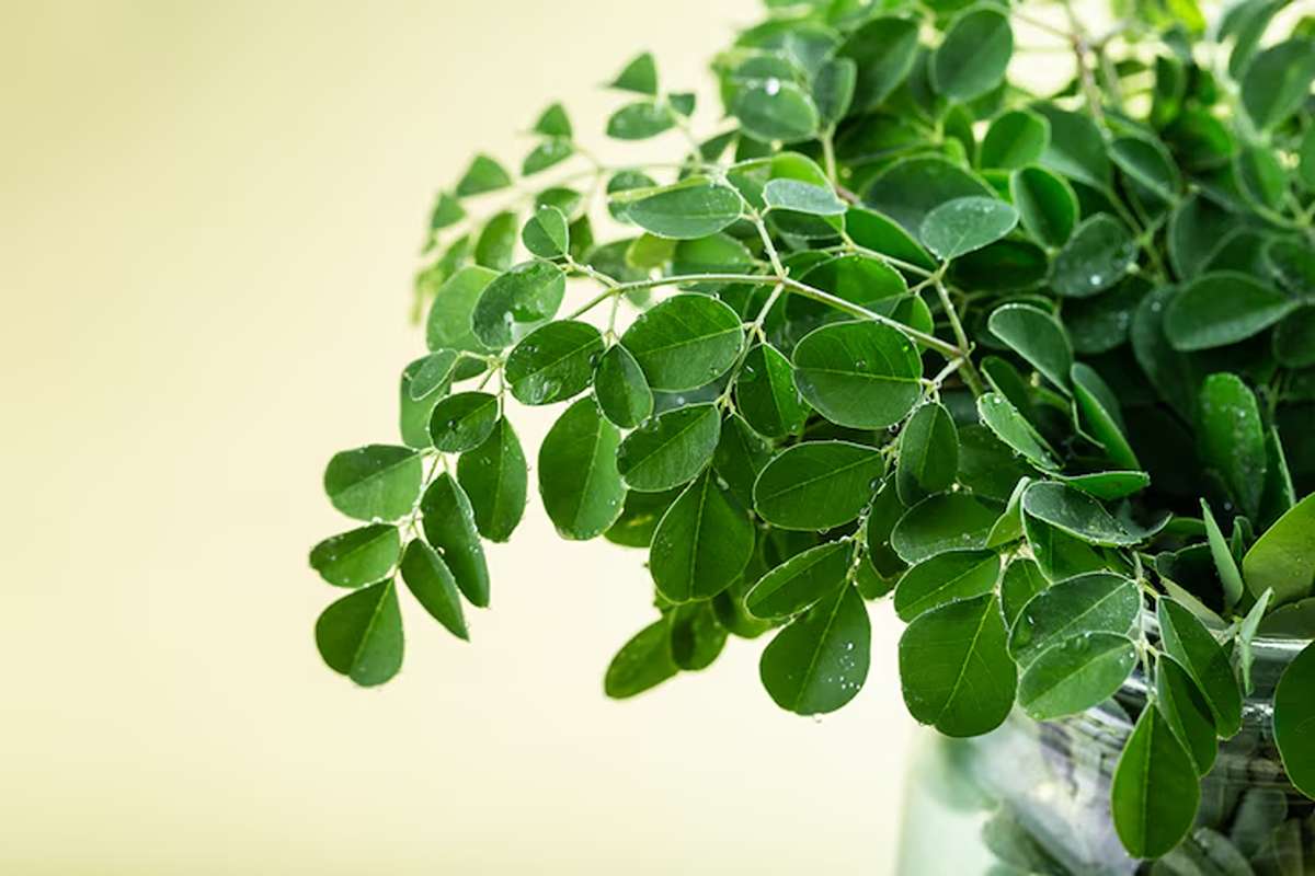 How Moringo Is Redefining Natural Wellness Through Evidence-Based Research