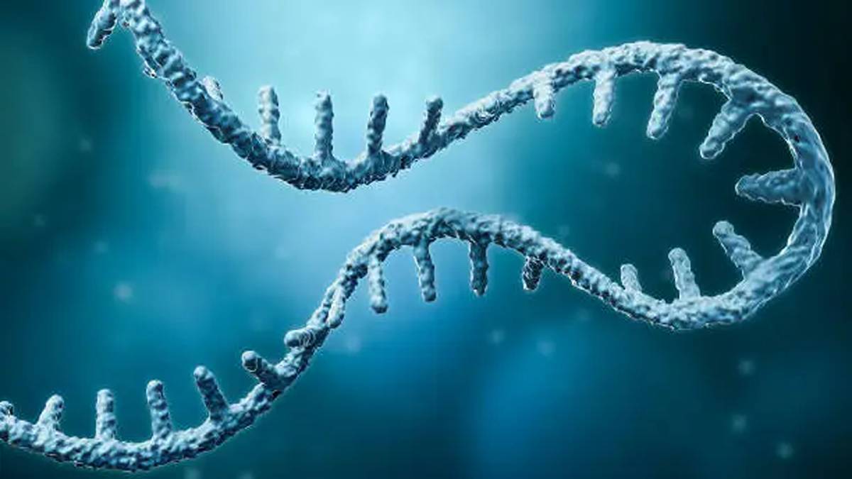A Blueprint for Life: Understanding How Oligos Guide Cellular Processes