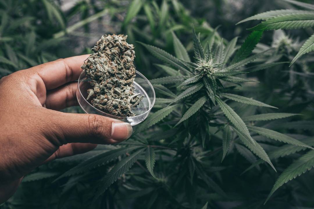 Order Indica Weed Online: Your Complete Digital Cannabis Guide