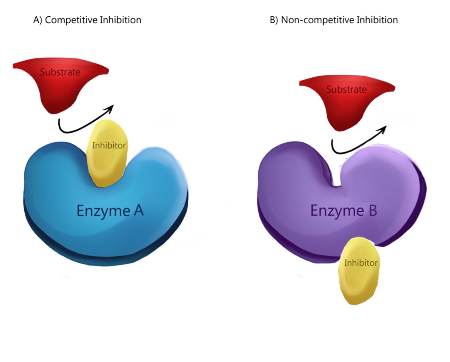 Enzymes (VIva)