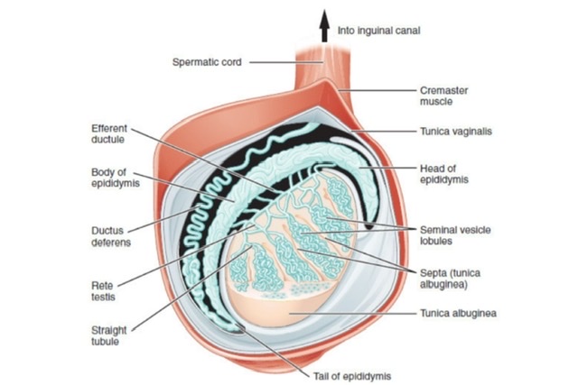 Male External Genital Organs (Viva)