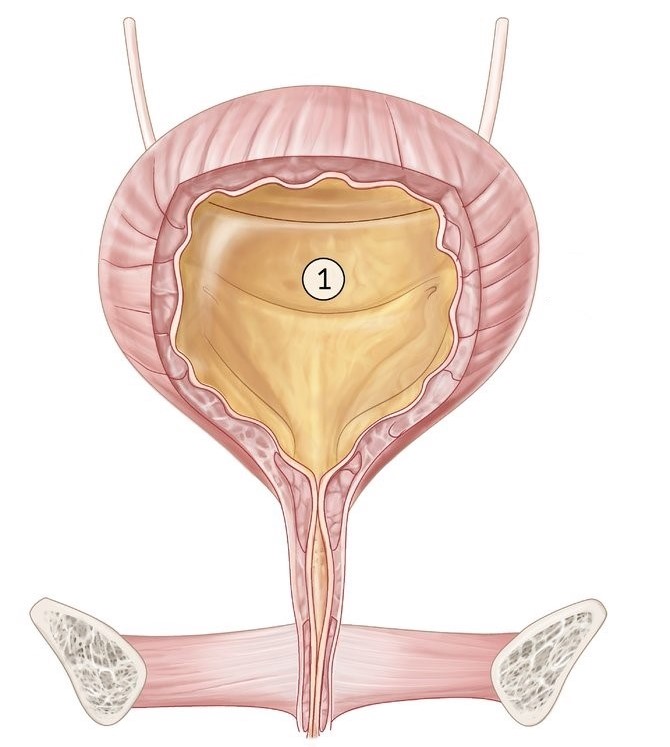 Ureter and Urethra