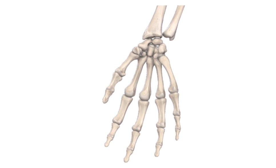 Bones of Hand & Space of Hand (Viva)