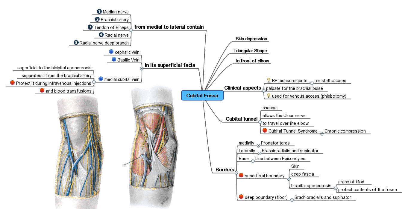 antecubital fossa