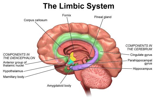 Basal Nuclei, Limbic System & Interpeduncular Fossa