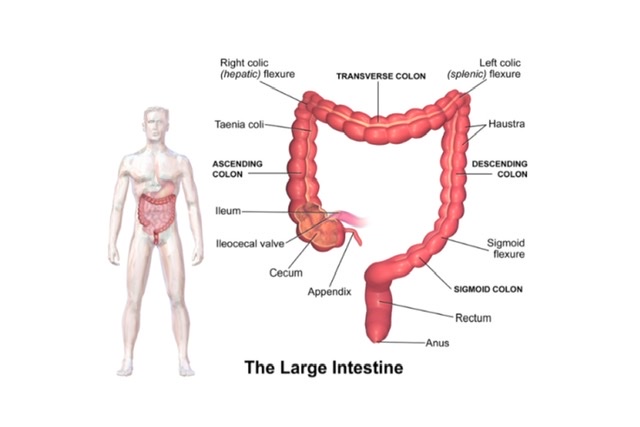 Small & Large Intestine (Viva)