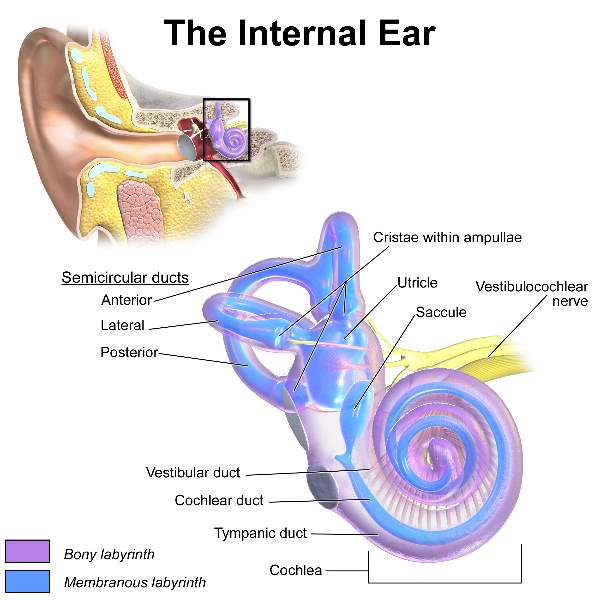 Internal ear with Nerve & Blood supply of ear