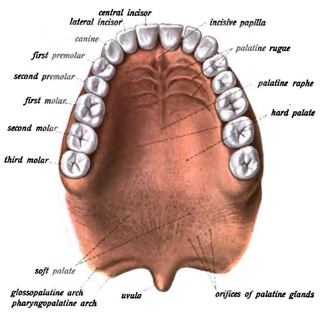 hard palate