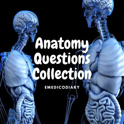 MBBS first year 1st Terminal Questions Pattern of Anatomy