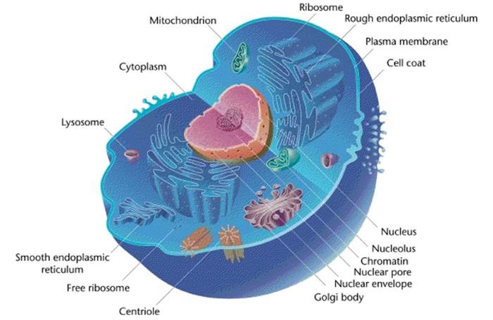Cell & Organelles