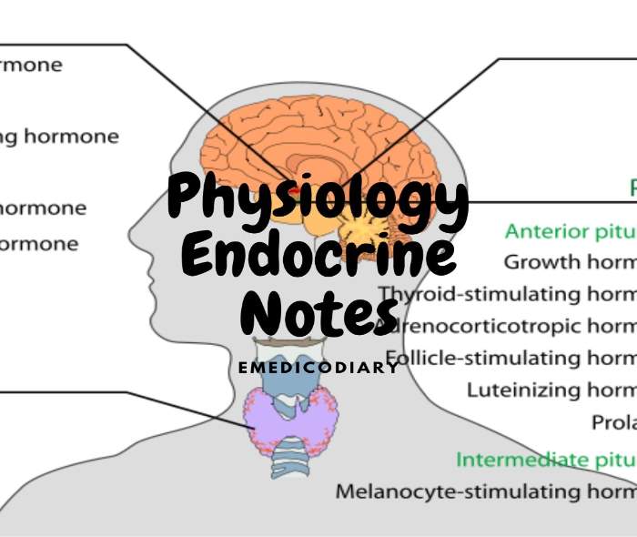 Endocrine Physiology 