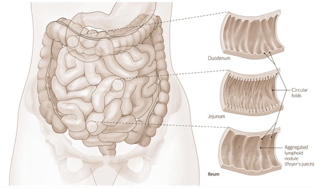 Small Intestine (Jejunum & Ileum)