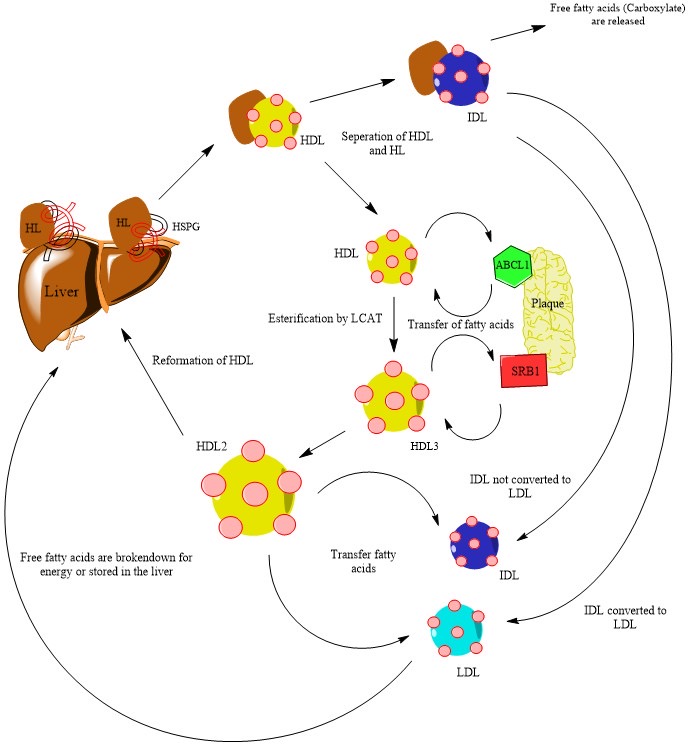 Lipid & it's metabolism [Part 2] (Viva)