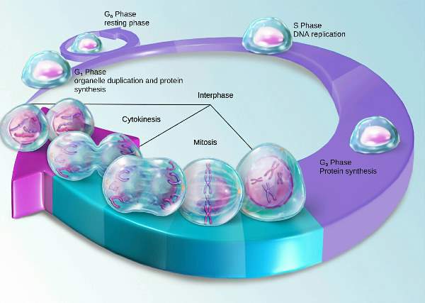 Cell Division