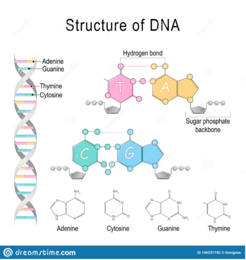 Nucleoproteins (Viva)