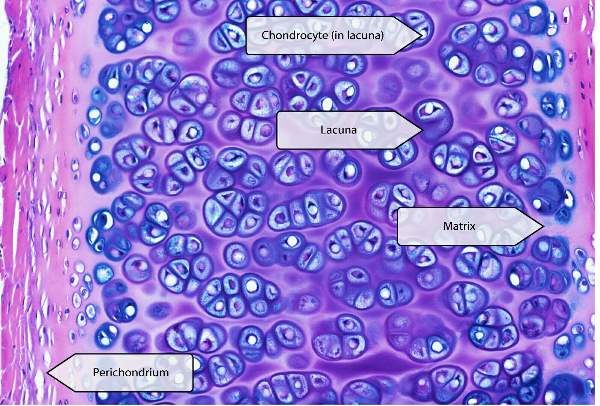 MBBS questions collection of Histology