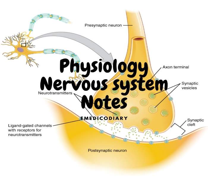 Nervous System Physiology