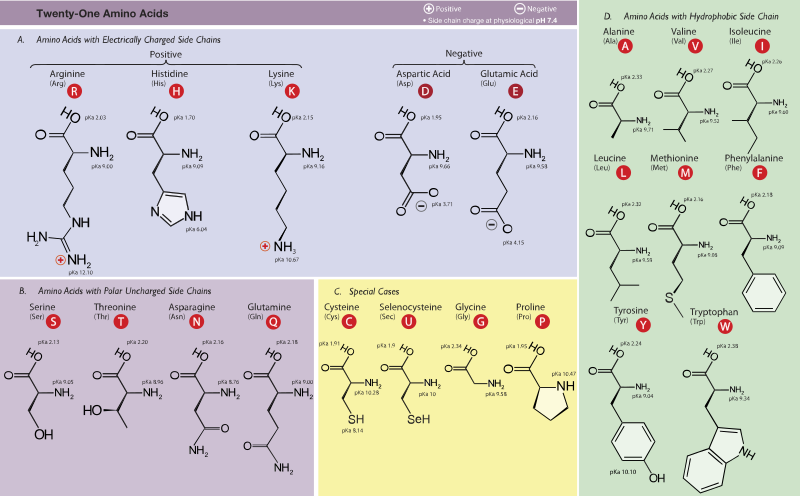 Amino Acid/Proteins & their metabolism [Part 1] (Viva)