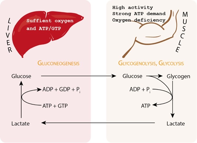 Carbohydrate Metabolism [Part 2] (Viva)
