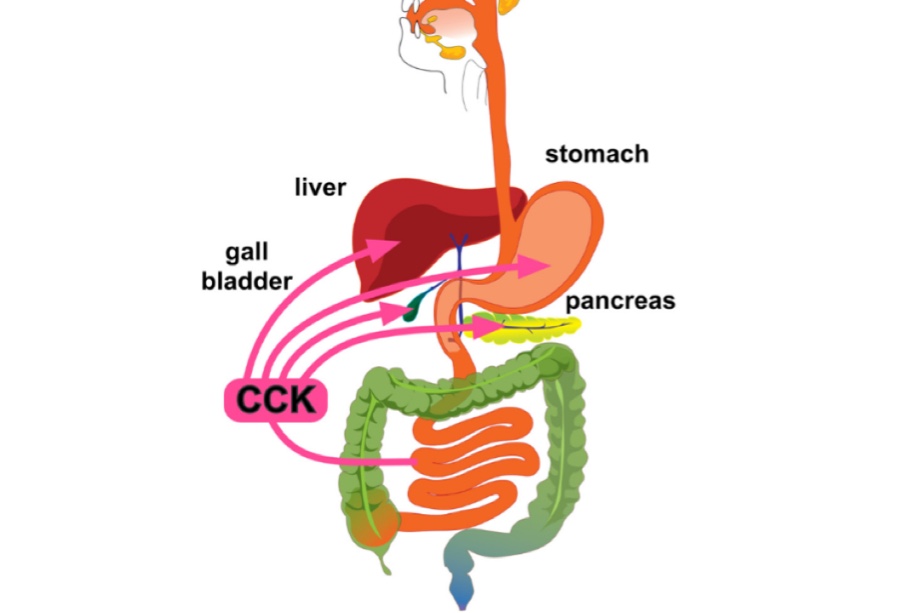 The Caecum Function in Digestive System Physiology (Viva)
