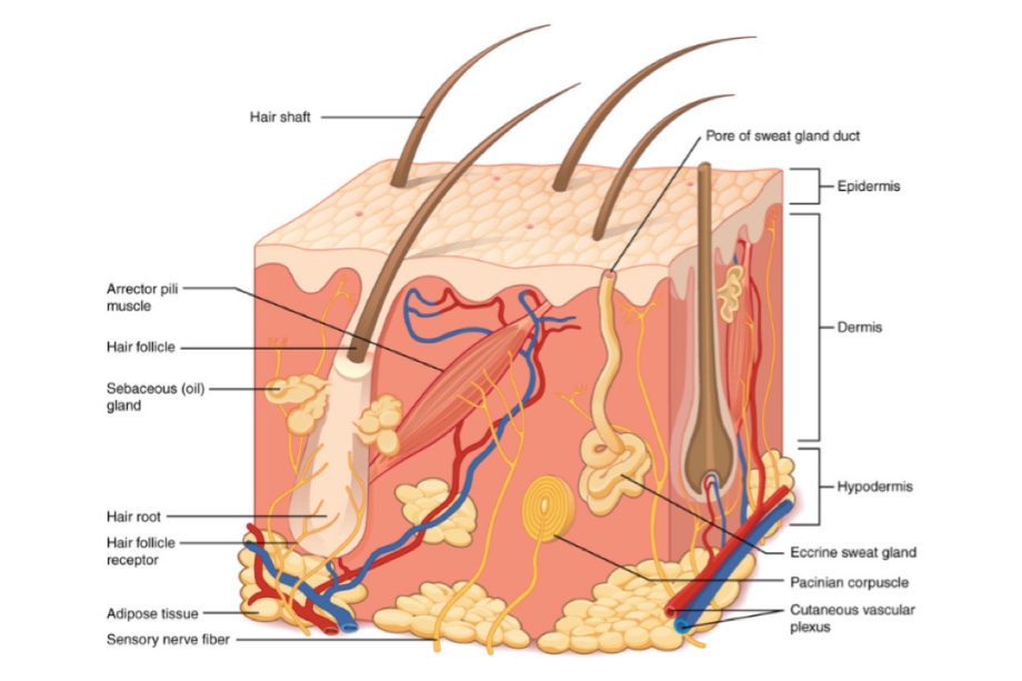 Skin & Body Temperature Regulation (Viva)