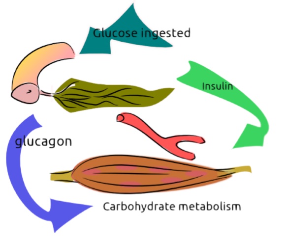 Carbohydrate Metabolism [Part 1] (Viva)