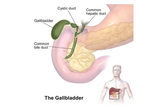 Gallbladder & Extra-Hepatic Biliary Pathway