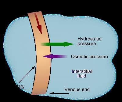 MBBS 1st Year Question Collection Of Body Fluid and Temperature