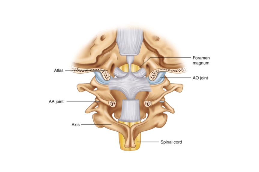 Joints Of Head And Neck Viva Emedicodiary 2912