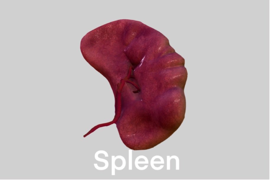 The Function of Spleen in Lymphatic System
