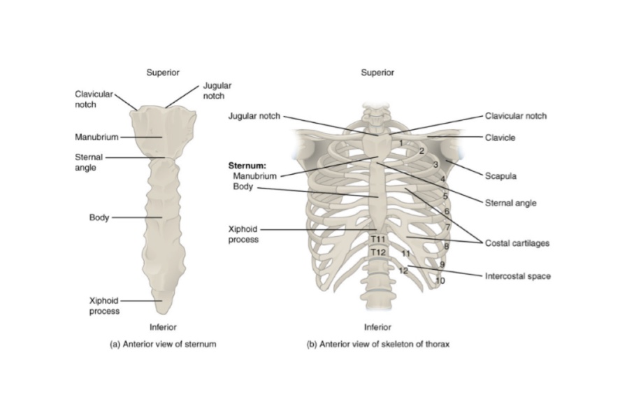 Thoracic Cage & Vertebrae, Sternum