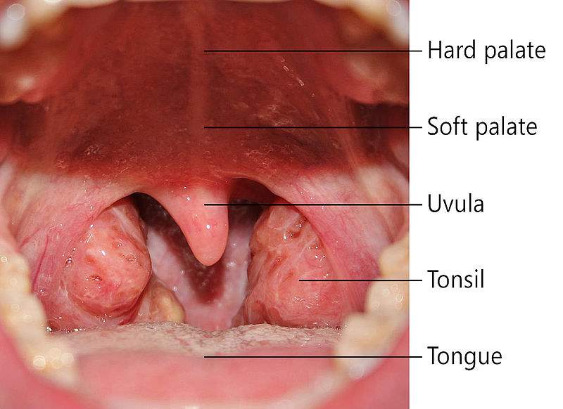 Palatine Tonsil
