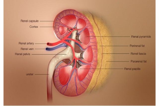 Kidney & Suprarenal Glands (Viva)