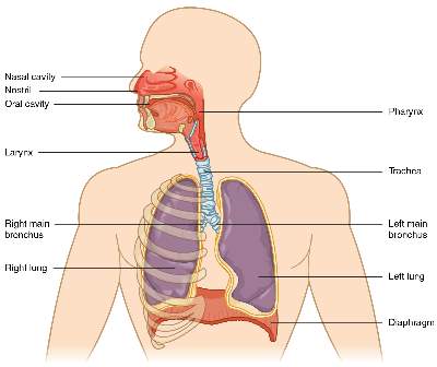 MBBS 1st Year Question Collection Of Endocrinology and Reproductive System (Physiology)