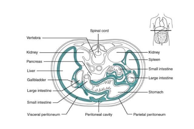 Peritoneum (Viva)